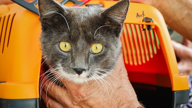 Die verstümmelte Katze „Burli“ ist nun auf dem Weg der Besserung. (Bild: Pressefoto Scharinger © Daniel Scharinger)