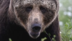 Ein Braunbär (Bild: AFP/Olivier MORIN)