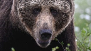 Ein Braunbär (Bild: AFP/Olivier MORIN)