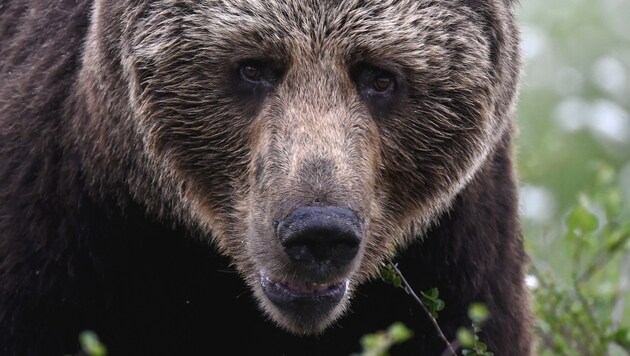 Dangerous encounters with bears occur time and again in Trentino. (Bild: AFP/Olivier MORIN)