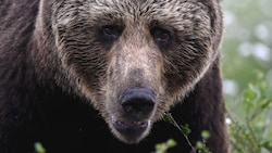 Ein Braunbär (Bild: AFP/Olivier MORIN)