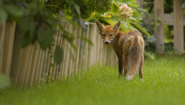 A fox in Vienna (Bild: Stadt Wien / Kurt Kracher)