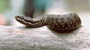 Die Kreuzotter ist die einzige giftige Schlange in ganz Vorarlberg. (Bild: Naturschutzbund Österreich / Wolfgang Schruf)