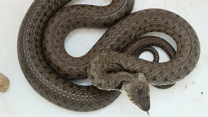 The barred grass snake has only been a separate species since 2017.