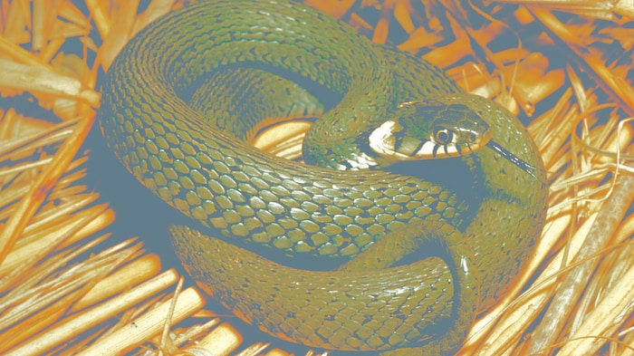 The grass snake loves valley locations and proximity to bodies of water.