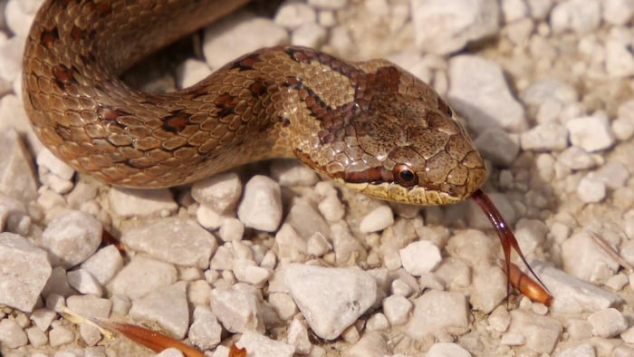 The smooth snake is also known as the smooth snake.