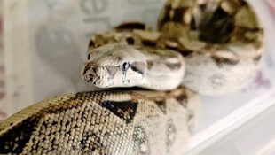 Dieses doch eher „ungewöhnliche“ Fundtier wartet im Tierheim St. Pölten auf seinen Besitzer. Die Boa Constrictor war zuvor von einem mutigen Bürger in einem Garten eingefangen worden. Das Reptil wird nun behutsam aufgepäppelt. (Bild: Tierschutzverein St. Pölten)