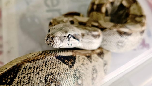 Dieses doch eher „ungewöhnliche“ Fundtier wartet im Tierheim St. Pölten auf seinen Besitzer. Die Boa Constrictor war zuvor von einem mutigen Bürger in einem Garten eingefangen worden. Das Reptil wird nun behutsam aufgepäppelt. (Bild: Tierschutzverein St. Pölten)