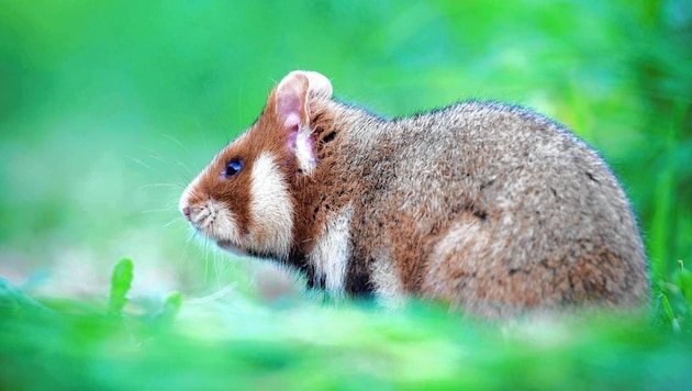 Die Zukunft der geschtützen Tiere ist ungewiss, das Genehmigungsverfahren noch im Laufen. (Bild: zVg, zVg)