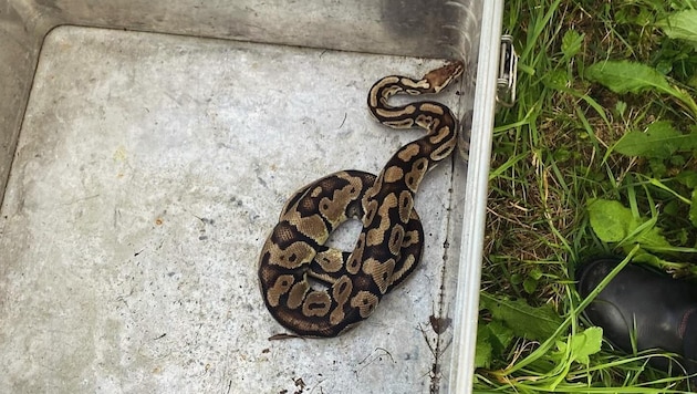 The king python was captured by the Ebenthal fire department. (Bild: Feuerwehr Ebenthal)