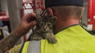 Der Katze passierte zum Glück nichts. (Bild: HFW Villach)