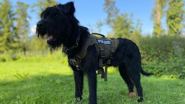 Bedrohlich schaut er ja nicht aus: „Max con todos los santos“. (Bild: Polizei)