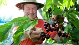 Heimisches Obst ist zu wertvoll, um es einfach verderben zu lassen. Die Obstbörse bringt auch ...