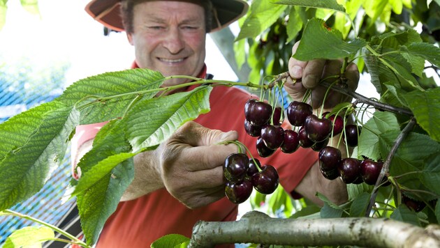 Local fruit is too valuable to simply let it spoil. The fruit exchange will once again bring supply and demand together this year. (Bild: Mathis Fotografie)