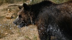 Die Bärenbestände erholen sich. (Bild: AFP/Armend NIMANI)