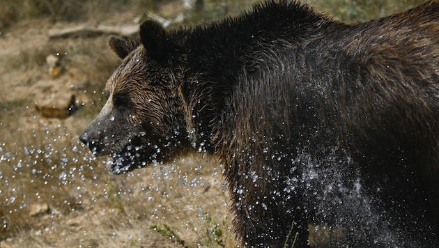 The bear population is recovering. (Bild: AFP/Armend NIMANI)