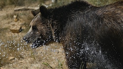 Braunbären in der Europäischen Union sind durch die Fauna-Flora-Habitat-Richtlinie von 1992 ...