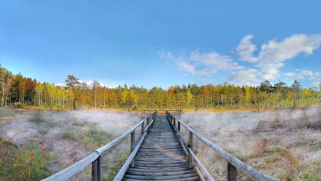 Sind die Moore im Waldviertel intakt? Die Grünen meinen, sie wären eher ein Fall für das Renaturierungsgesetz. (Bild: Horst Dolak)