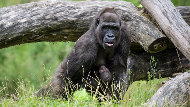 Jabari" explored the outside world for the first time with mother "Kibibi". (Bild: Zoo Schmiding / Peter Sterns)