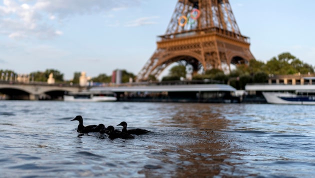 Today, only this family of ducks will be doing their laps in the Seine. (Bild: AP ( via APA) Austria Presse Agentur/ASSOCIATED PRESS)