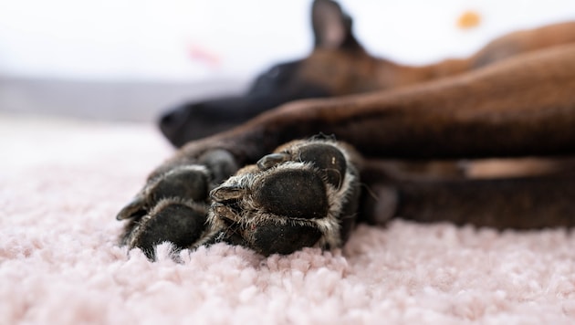 The nine-year-old Malinois dog can only move with pain and can barely stand up. (symbolic image) (Bild: stock.adobe.com/Анастасия Воронюк - stock.adobe.com)