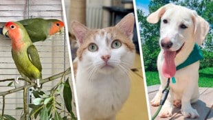 Ob Vogel, Katze oder Hund, viele Tiere sind auf Platzsuche. (Bild: Krone KREATIV/Tierheim Linz (2), Pfotenhilfe Lochen (1))