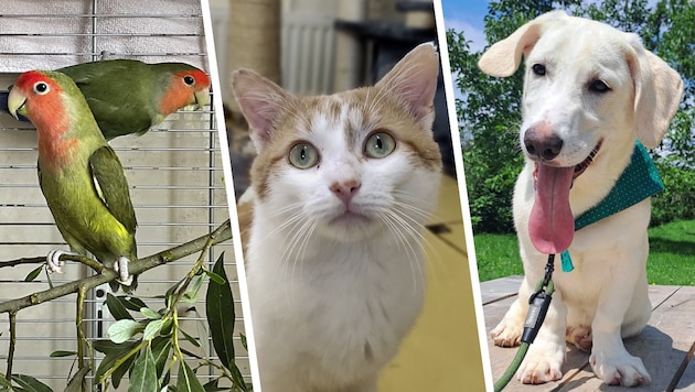 Ob Vogel, Katze oder Hund, viele Tiere sind auf Platzsuche. (Bild: Krone KREATIV/Tierheim Linz (2), Pfotenhilfe Lochen (1))