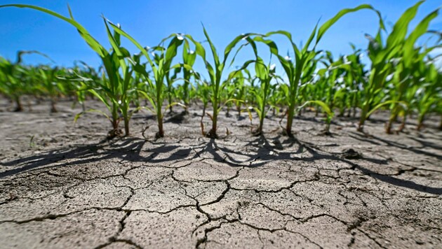 The first signs of drought are already making themselves felt in the local fields. (Bild: APA/HELMUT FOHRINGER / APA / picturedesk.com)