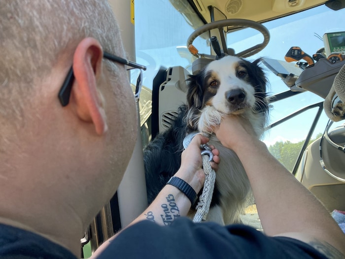 Ein Hund wurde von der Feuerwehr aus der Fahrerkabine befreit und betreut.