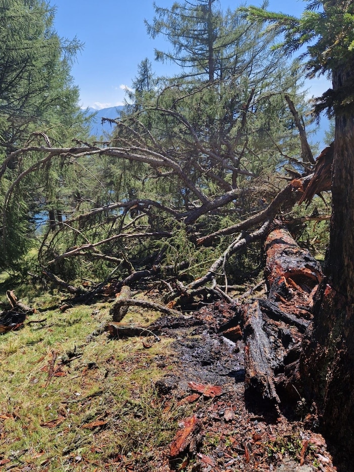 The Millstatt fire department was able to extinguish the burning tree and thus protect other trees.