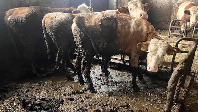 The cattle, which were chained up in the barn around the clock, were soiled with faeces and there were no dry lying areas. (Bild: RespekTiere)