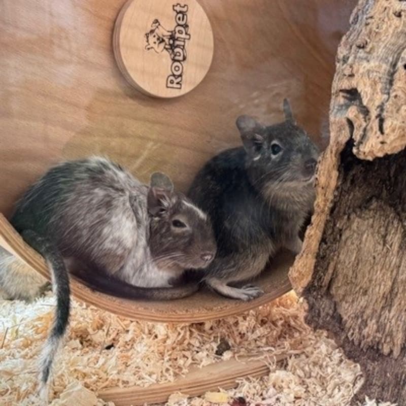 Degu-Buben zu vergeben (Bild: Tierschutzheim Vorarlberg)