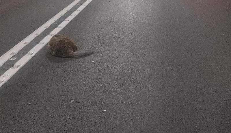 Trauriges Ende – der kleine Biber hatte sich in den Dürnsteiner Tunnel verirrt (Bild: zVg)