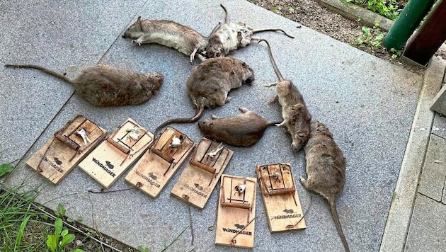 The neighbors are fighting back with traps. They are hoping for more support. (Bild: zVg)