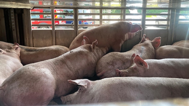 The pigs' water tanks were empty. (Bild: ZOOM Tirol)