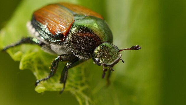 Der Käfer wird als so schädlich eingestuft, dass ein Fund sogar offiziell gemeldet werden muss. (Bild: Joseph Berger, Bugwood.org, via Wikimedia Commons)