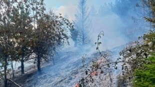 Der Brand im Rosalia-Gebirge forderte die Einsatzkräfte. (Bild: BFKdo Wr. Neustadt)