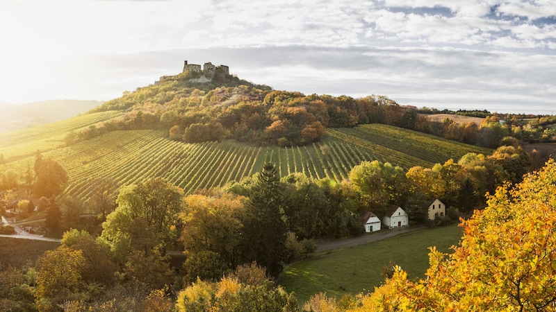 Falkenstein in the fall (Bild: Niederösterreich Werbung / Michael Liebert)