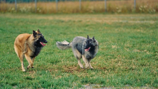 The dogs cannot be blamed, as they have obviously not yet learned to control their hunting instinct and return to their owner when called. (symbolic image) (Bild: stock.adobe.com/SuperStock - stock.adobe.com)