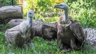 Die Gänsegeier-Damen (Bild: Zoo Salzburg/Angelika Köppl )