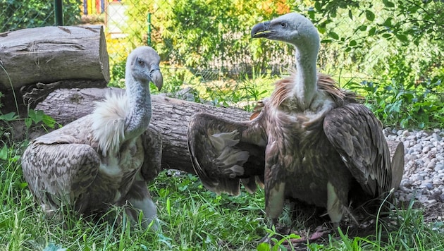 The griffon vulture ladies (Bild: Zoo Salzburg/Angelika Köppl )