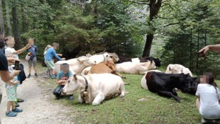 Skurriles Bild: Die Kühe werden gestreichelt und fotografiert
