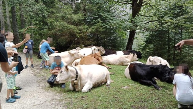 Strange picture: the cows are stroked and photographed (Bild: zVg, Krone KREATIV)