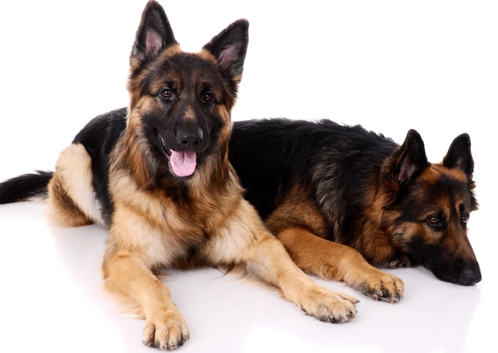 Two dogs died in a hot car in Wels.