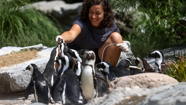 Pinguine zählen im Zoo zu Lisas Lieblingen – Artgenossen gratulierten ihr auch in Südafrika zum 30. Geburtstag (Bild: Tröster Andreas)