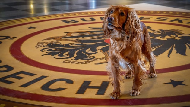 The BK's data sniffer dogs are trained to sniff out certain substances, such as those found in USB sticks. (Bild: APA/BMI/BK)