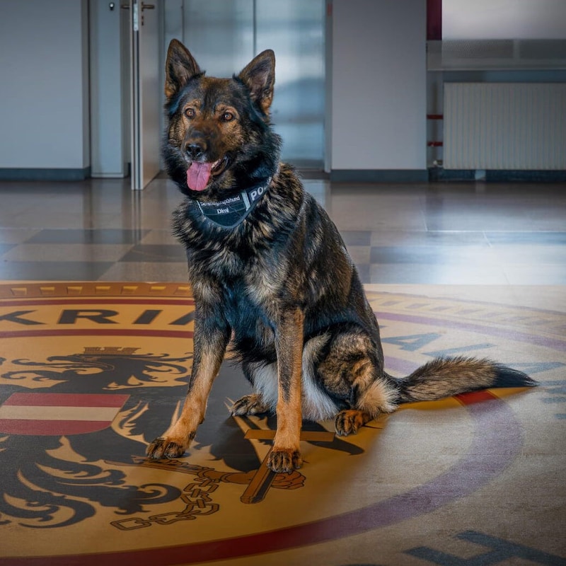 In addition to new software, this service dog specializing in data carriers also helps the investigators. (Bild: APA/BMI/BK)