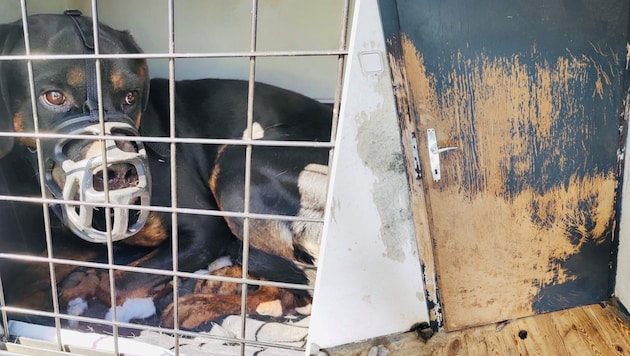 Left to their own devices behind closed doors! But now that the dogs have been approved by the authorities, they are to be returned to their owner. (Bild: Arche Noah/Krone KREATIV)