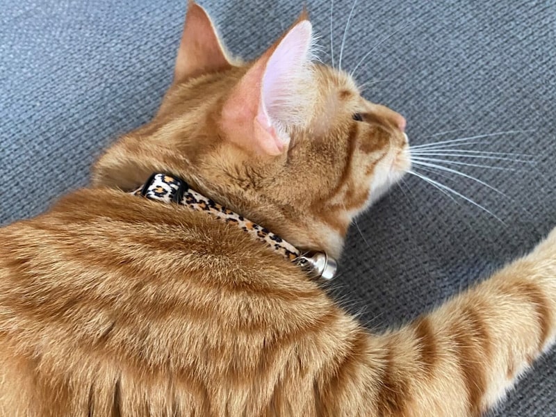 "Oskar" last wore a "Tiger Lilly" collar (Bild: Bettina Roider)