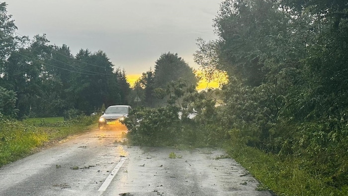 Numerous trees fell in the Mureck area.